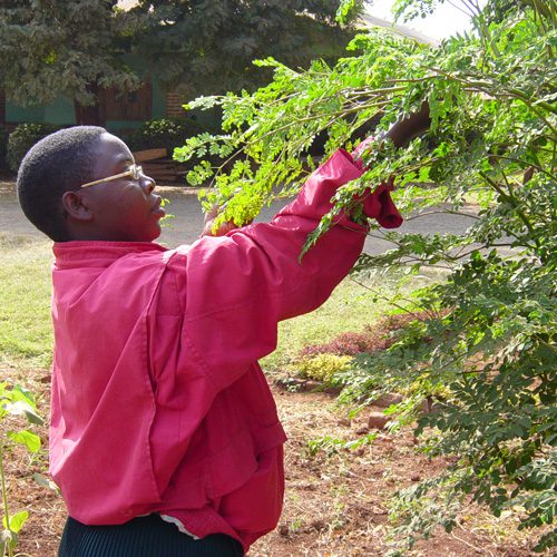 The Moringa Tree