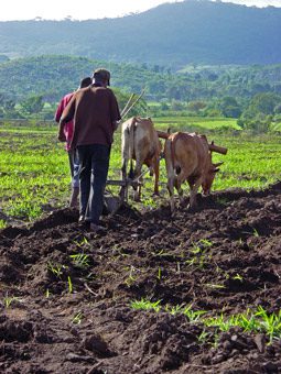 plowing with cows