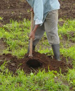 Top 9 How to keep moringa tree small 4 Growing Moringa Trees - Strong Harvest