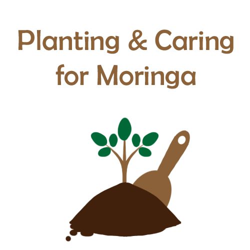 Planting and Caring for Moringa