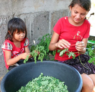 Girls-prepping-moringa-leaves