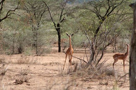 TZ-Gelai-gerenuk