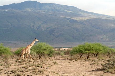 TZ-Gelai-giraffe-crossing