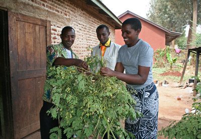 bunches-of-moringa pruning-moringa