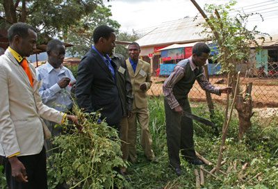 pruning-moringa