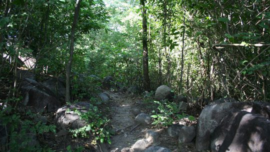 El Zapote in the rainy season is lush and green.