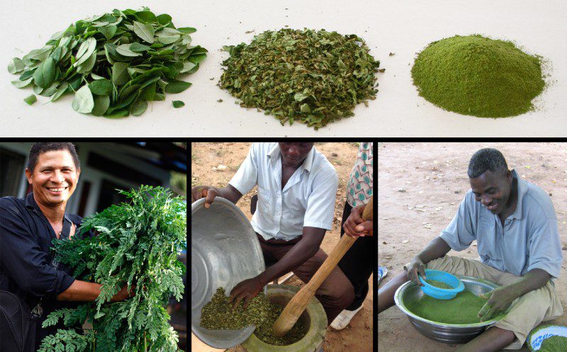 Abundant Livelihoods: Moringa & the UN Goals (Part 3)