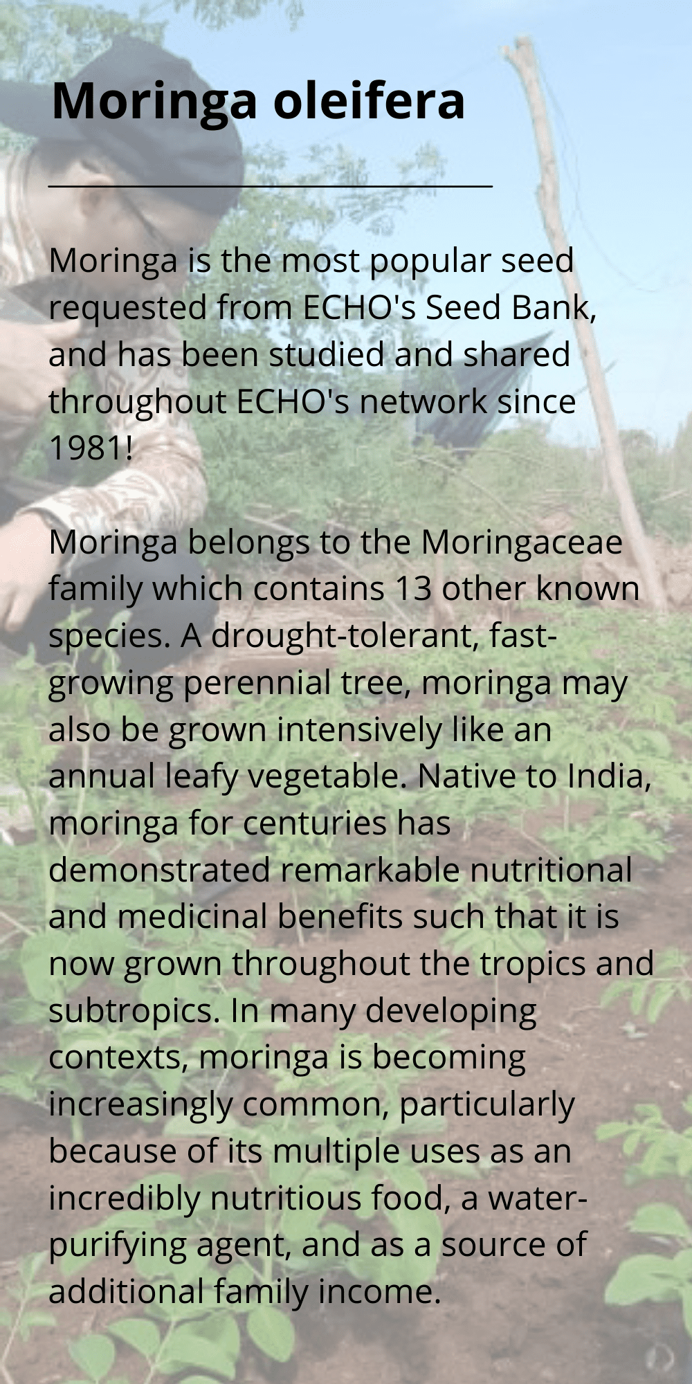 ECHO moringa pop out