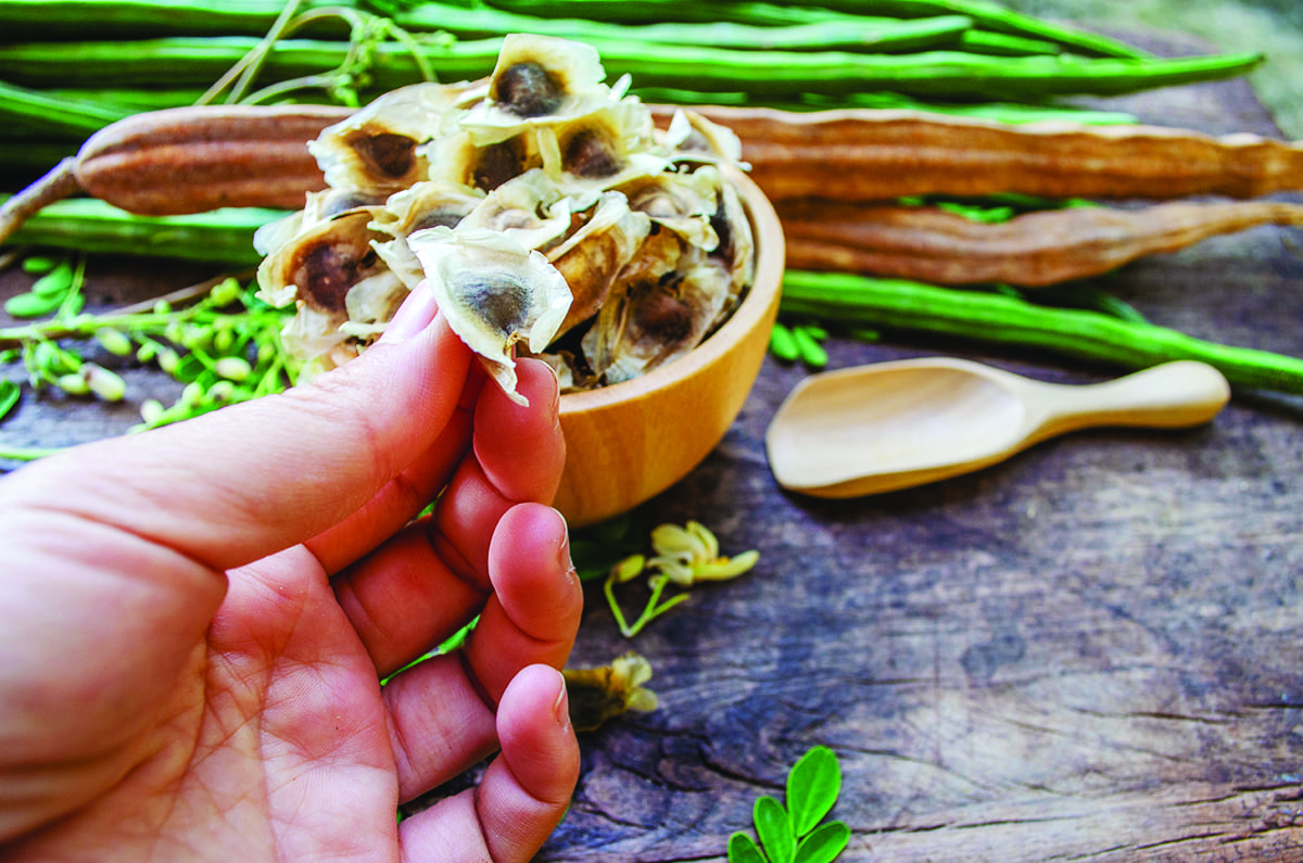 moringa